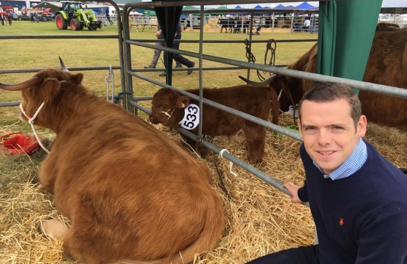 Douglas Ross MP with Highland Cow
