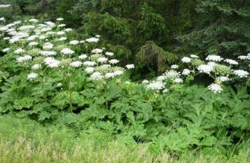 Hogweed