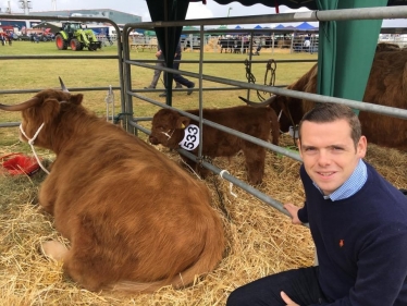 Douglas Ross MP with Highland Cow