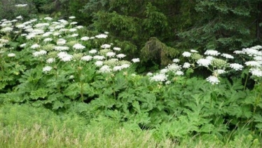 Hogweed